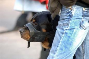 Un rottweiller en muselire