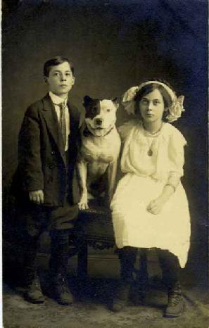 pit bull
