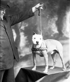 Irish Dog